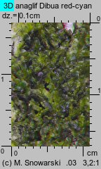 Metzgeria furcata (widlik zwyczajny)