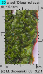 Metzgeria furcata (widlik zwyczajny)