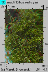 Amblystegium serpens (krzywoszyj rozesłany)