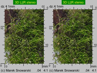 Amblystegium serpens (krzywoszyj rozesłany)
