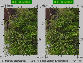 Amblystegium serpens (krzywoszyj rozesłany)