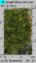Amblystegium serpens (krzywoszyj rozesłany)