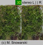 Amblystegium serpens (krzywoszyj rozesłany)