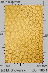 Lophocolea heterophylla (płozik różnolistny)