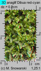 Lophocolea bidentata (płozik dwuzębny)