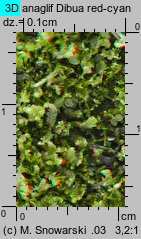 Lophocolea bidentata (płozik dwuzębny)