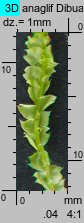 Lophocolea bidentata (płozik dwuzębny)