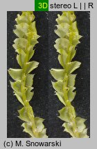 Lophocolea bidentata (płozik dwuzębny)