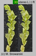 Lophocolea bidentata (płozik dwuzębny)