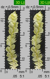 Lophocolea bidentata (płozik dwuzębny)