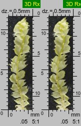 Lophocolea bidentata (płozik dwuzębny)