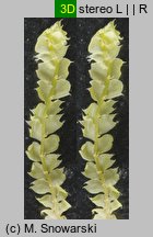 Lophocolea bidentata (płozik dwuzębny)