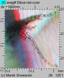 Lophocolea bidentata (płozik dwuzębny)