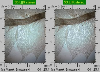 Lophocolea bidentata (płozik dwuzębny)