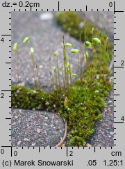 Bryum bicolor (prątnik dwubarwny)