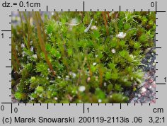 Bryum bicolor (prątnik dwubarwny)