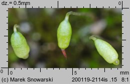 Bryum bicolor (prątnik dwubarwny)