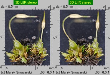 Funaria hygrometrica (skrętek wilgociomierczy)