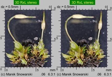 Funaria hygrometrica (skrętek wilgociomierczy)