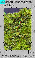 Ceratodon purpureus (zęboróg czerwonawy)