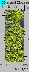 Bryum bicolor (prątnik dwubarwny)