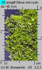 Barbula convoluta (zwojek skręcony)