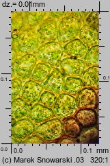 Ptilidium ciliare (rzęsiak pospolity)