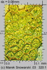 Ptilidium ciliare (rzęsiak pospolity)