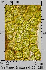 Ptilidium ciliare (rzęsiak pospolity)