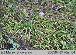 Allium paradoxum var. paradoxum (czosnek dziwny typowy)