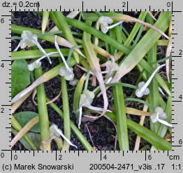 Allium paradoxum var. paradoxum (czosnek dziwny typowy)