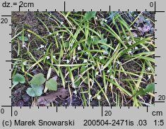 Allium paradoxum var. paradoxum (czosnek dziwny typowy)