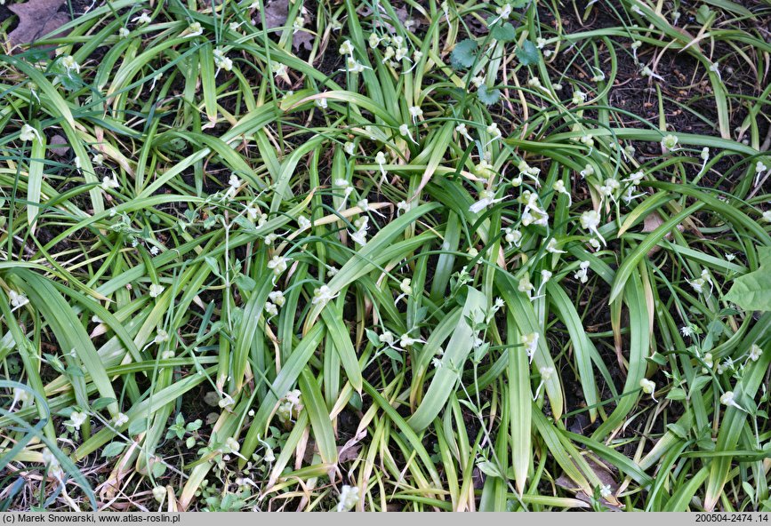 Allium paradoxum var. paradoxum (czosnek dziwny typowy)