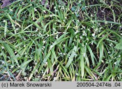 Allium paradoxum ssp. paradoxum (czosnek dziwny typowy)