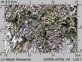 Frullania dilatata (miedzik płaski)