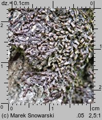 Frullania dilatata (miedzik płaski)