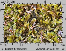 Hypnum cupressiforme (rokiet cyprysowy)