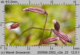 Ceratodon purpureus (zęboróg czerwonawy)