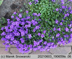 Campanula poscharskyana (dzwonek Poszarskiego)