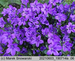 Campanula poscharskyana (dzwonek Poszarskiego)