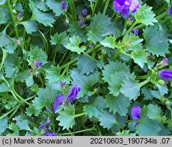 Campanula poscharskyana (dzwonek Poszarskiego)