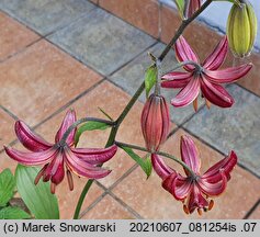 Lilium martagon Claude Shride