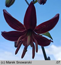 Lilium martagon Claude Shride