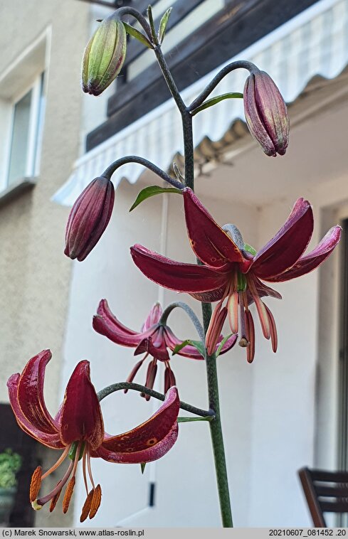 Lilium martagon Claude Shride