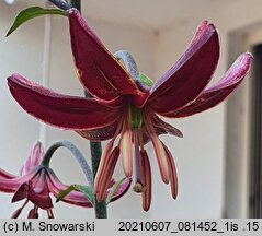 Lilium martagon Claude Shride