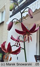 Lilium martagon Claude Shride