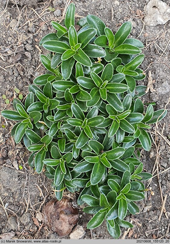 Arabis ×suendermannii (gęsiówka Sündermanna)