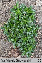 Arabis ×suendermannii (gęsiówka Sündermanna)