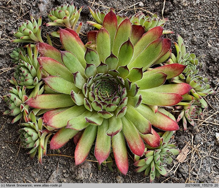 Sempervivum Faraon