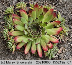 Sempervivum Faraon